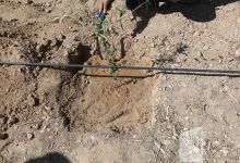گزارش تصویری مراسم روز درختکاری